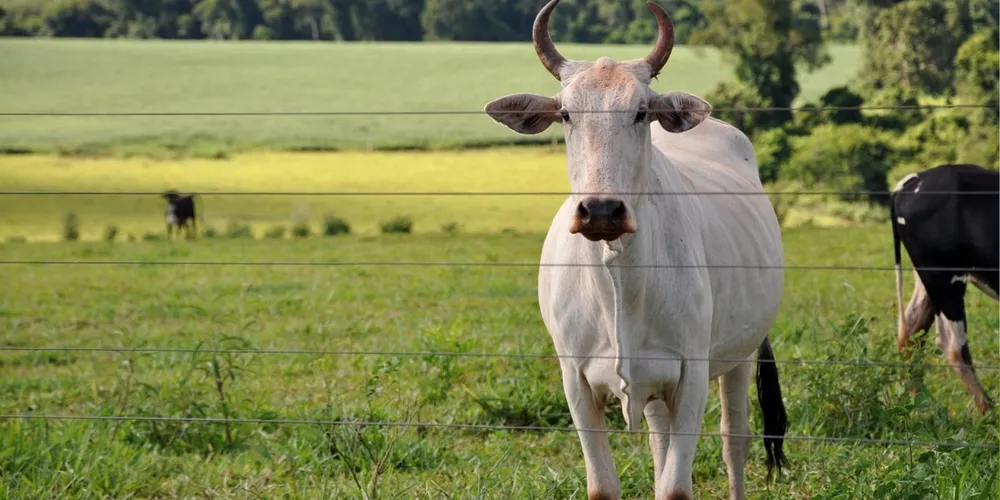 Baixa disponibilidade de animais terminados força a indústria a operar com escalas curtas e preços elevados