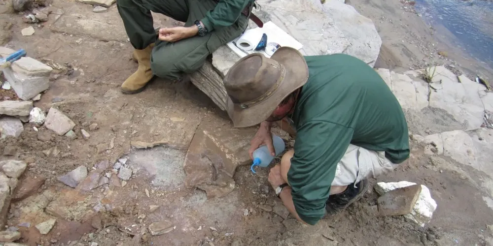 Nova espécie de anfíbio 'muito fora do comum' é descoberta no Brasil
