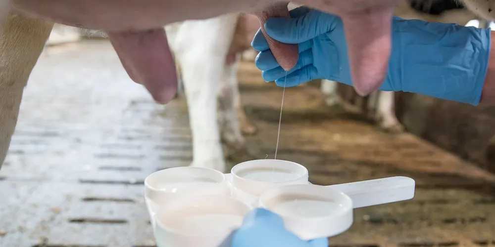 Produtores enfrentam dificuldades logísticas e biológicas para manter a produtividade diante da pior estiagem do trimestre