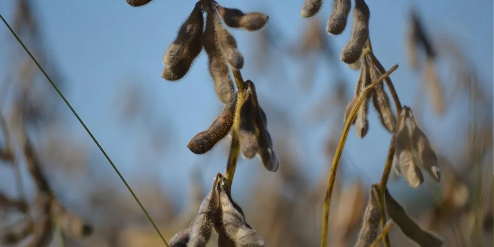 Mercado de commodities opera atento às decisões regulatórias dos EUA e à demanda chinesa
