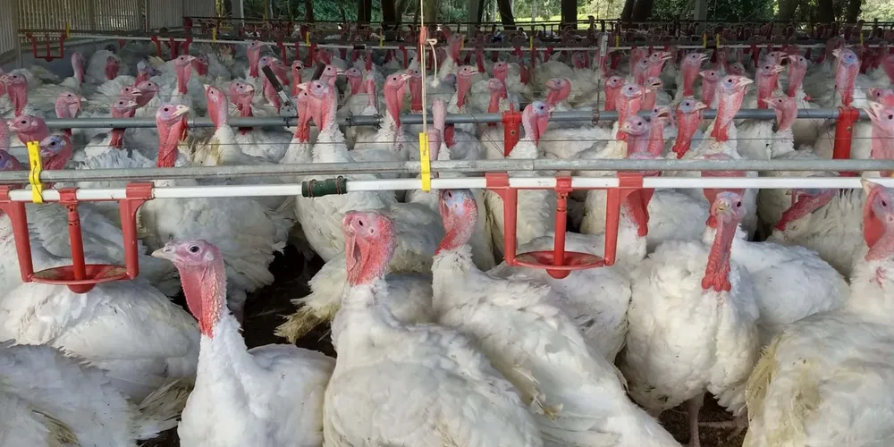 Paraná é o terceiro maior exportador nacional do produto