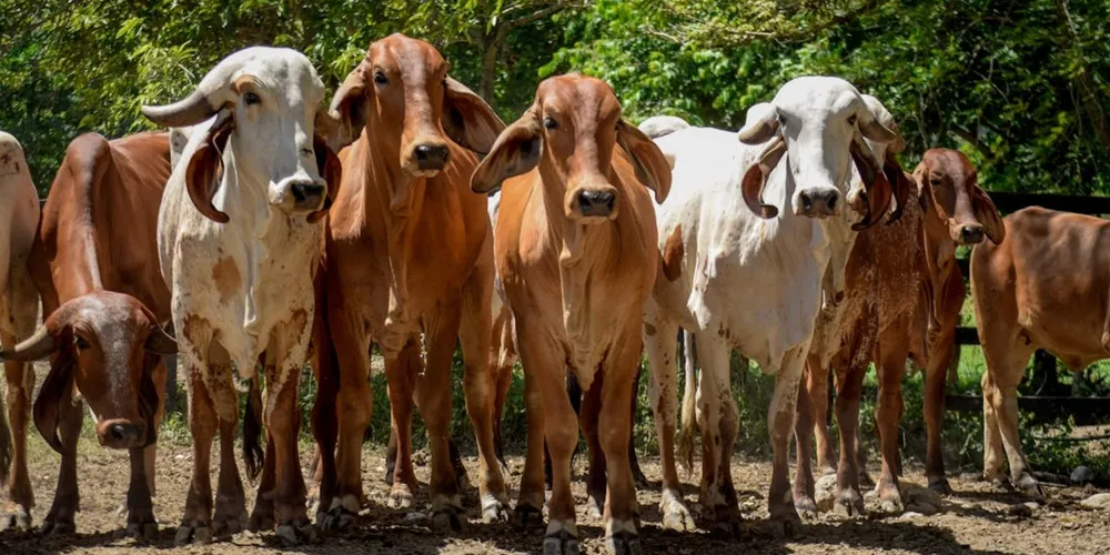 Tecnologia brasileira ganha espaço no exterior e já atinge mais de 21% das matrizes no rebanho nacional