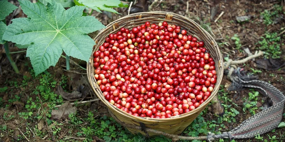 Entressafra e desafios logísticos globais reduziram o ritmo de embarques do café brasileiro no primeiro trimestre de 2026