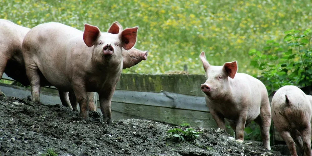Desempenho também foi impulsionado por abertura de novos mercado