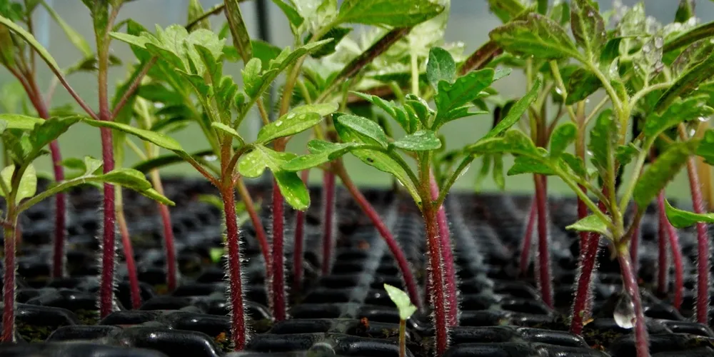 Setor de sementes bate recorde e lidera a expansão do agronegócio no mercado internacional em 2026