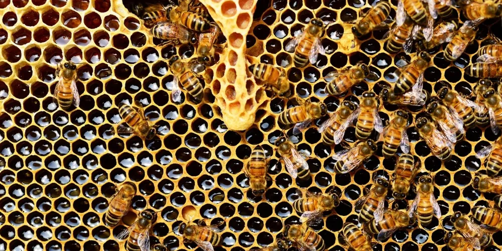 Setor enfrenta queda de quase 50% nos volumes embarcados, apesar da recente redução de tarifas nos EUA