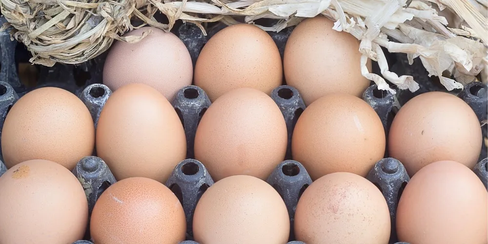 Receita com exportação do produto no período também registrou crescimento