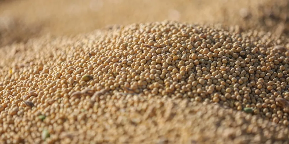 Portos registram intenso movimento de embarque de soja, com volume de exportação dobrando em relação ao mês anterior