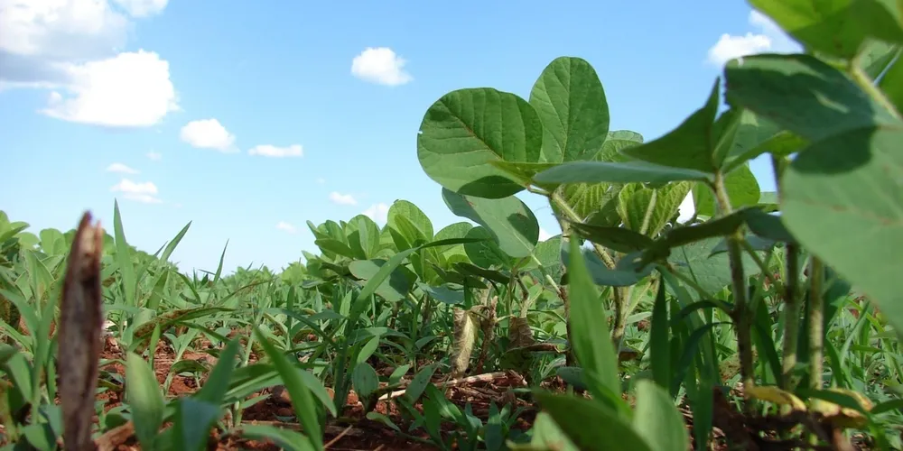 Novas tecnologias com múltiplos ativos buscam proteger a cultura contra a ferrugem asiática e outras doenças fúngicas severas