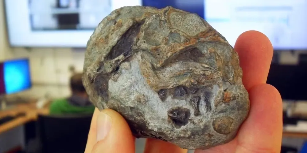 Fóssil de um embrião de Lystrosaurus