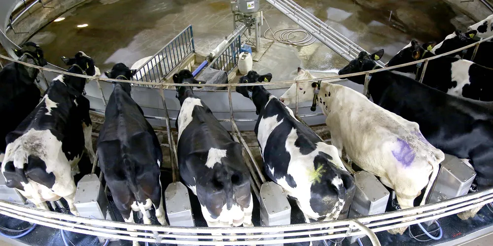 A produção de leite alcançou 4,3 bilhões de litros em 2025, o maior volume já registrado