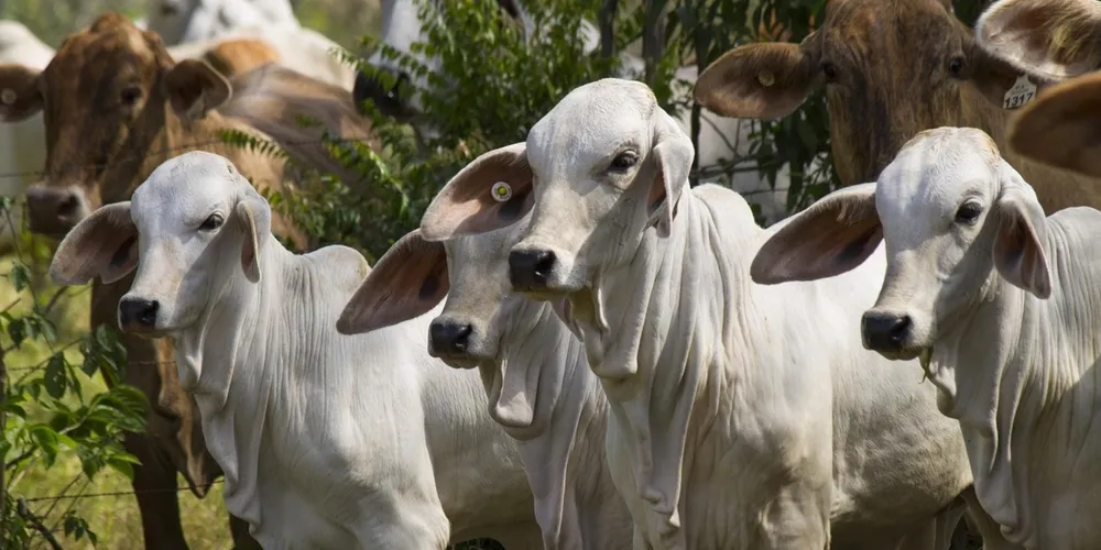 Pecuária de corte exige agora monitoramento constante de métricas produtivas e gestão de custos para manter a competitividade no mercado global