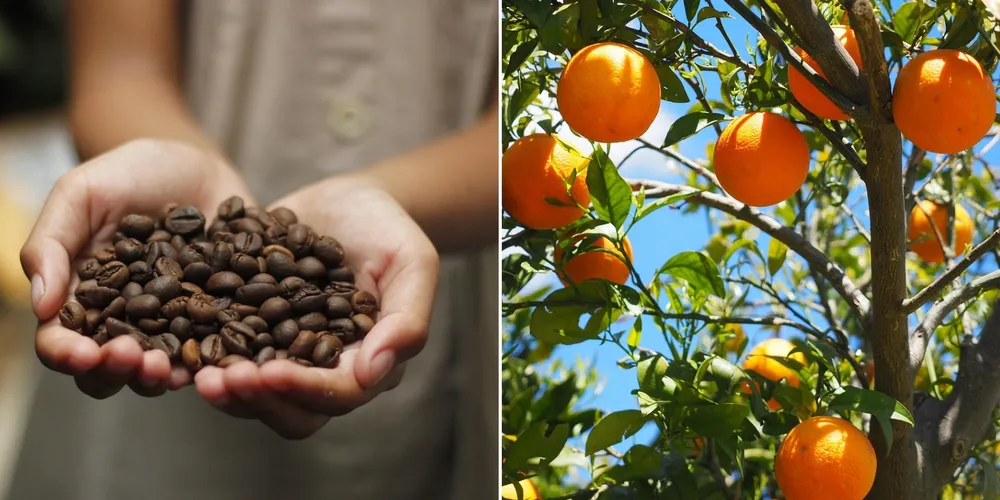 Definição do preço mínimo pelo Governo Federal serve como garantia para que o produtor rural mantenha a viabilidade econômica mesmo em períodos de baixa no mercado