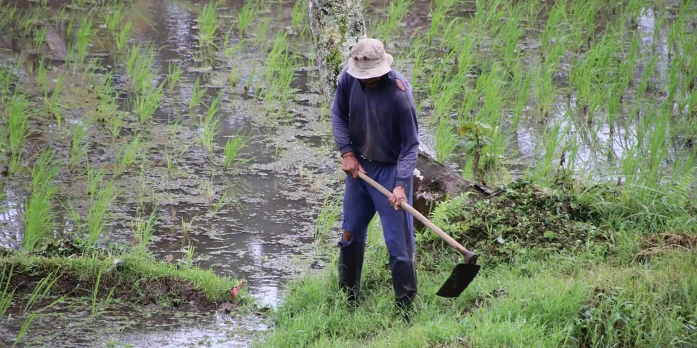 Investimentos federais buscam transformar assentamentos em polos de produção de alimentos saudáveis e preservação ambiental por meio da agricultura familiar
