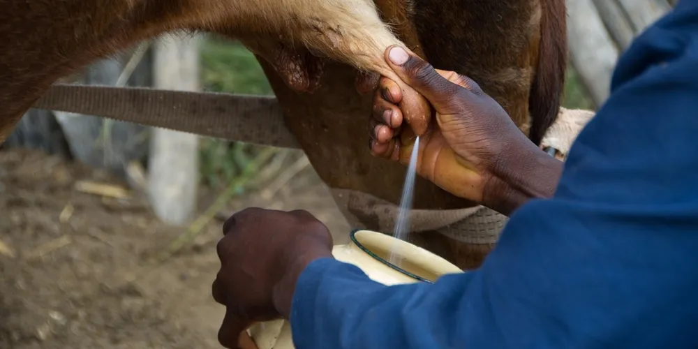 Técnica de transferência de embriões permitirá que pequenos produtores acessem a elite da genética bovina brasileira