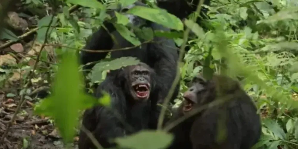 A partir de 2017, os dois subgrupos já viviam em territórios diferentes e passaram a matar animais dos grupos rivais