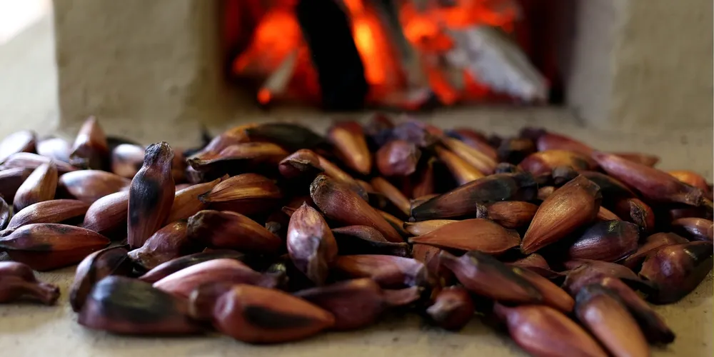 IAT reforça que a exploração só é permitida após a queda natural das sementes, a partir de 15 de abril