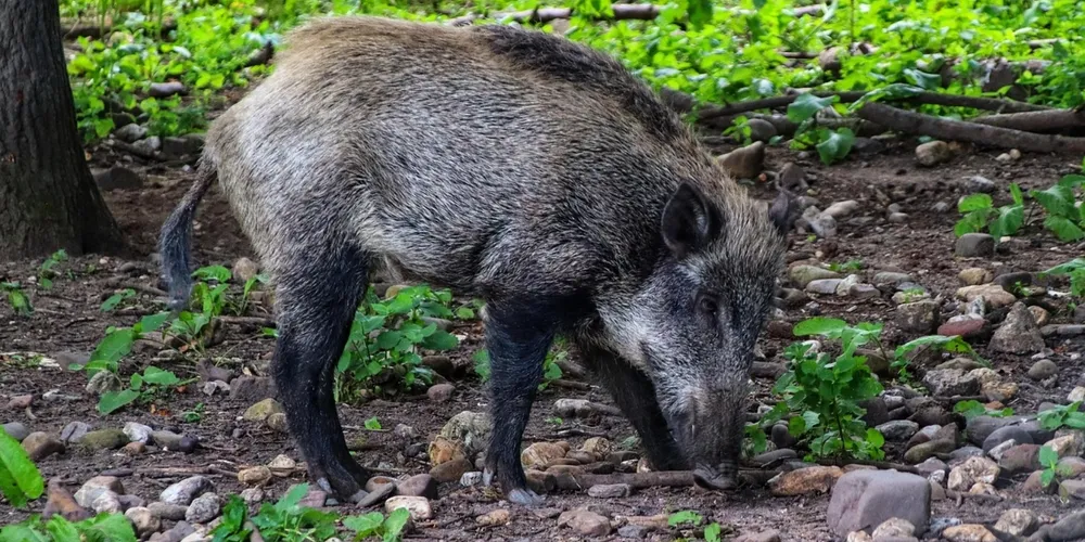 Ações de manejo e monitoramento em áreas rurais e parques estaduais buscam frear o avanço dos javalis no Paraná