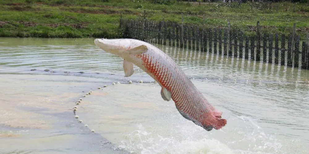 O pirarucu, conhecido como o "gigante da Amazônia", enfrenta agora barreiras regulatórias que podem impactar sua produção em tanques-rede e viveiros fora da região Norte