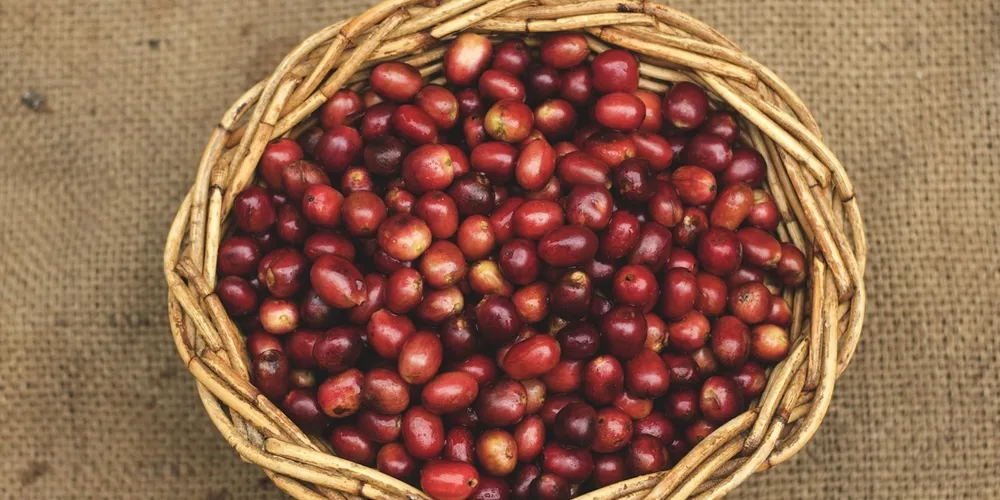 Instituição estima uma safra recorde de 64,1 milhões de sacas, crescimento de 11,5% em relação a 2025