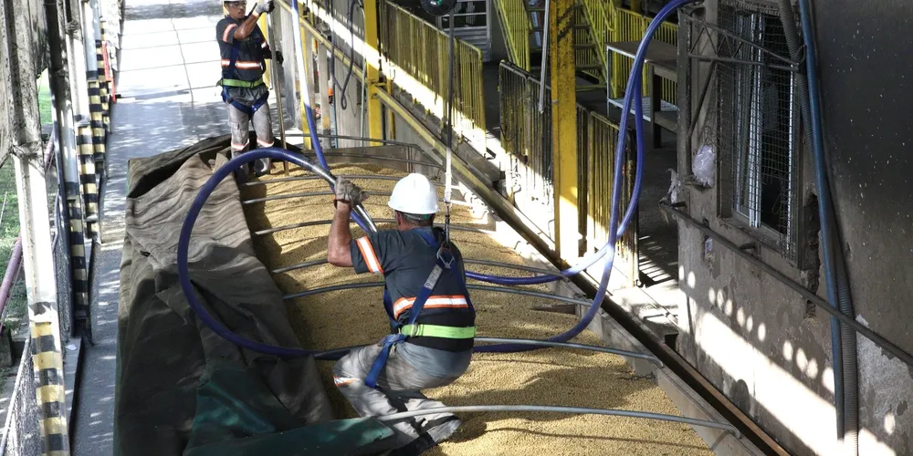 Técnicos do IDR-PR realizam a classificação e auditoria de grãos no Porto de Paranaguá, garantindo o padrão internacional das exportações