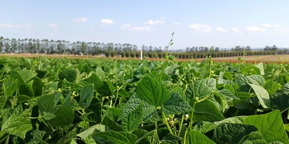 Pesquisadores do IDR-Paraná apresentam a cultivar IPR Quiriquiri, que une resistência a doenças e alta qualidade comercial