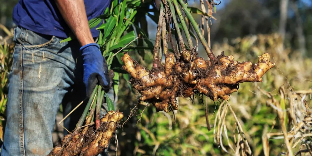 Sede do IDR-PR em Curitiba recebe delegações de todo o Brasil para alinhar estratégias de pesquisa e assistência técnica no campo