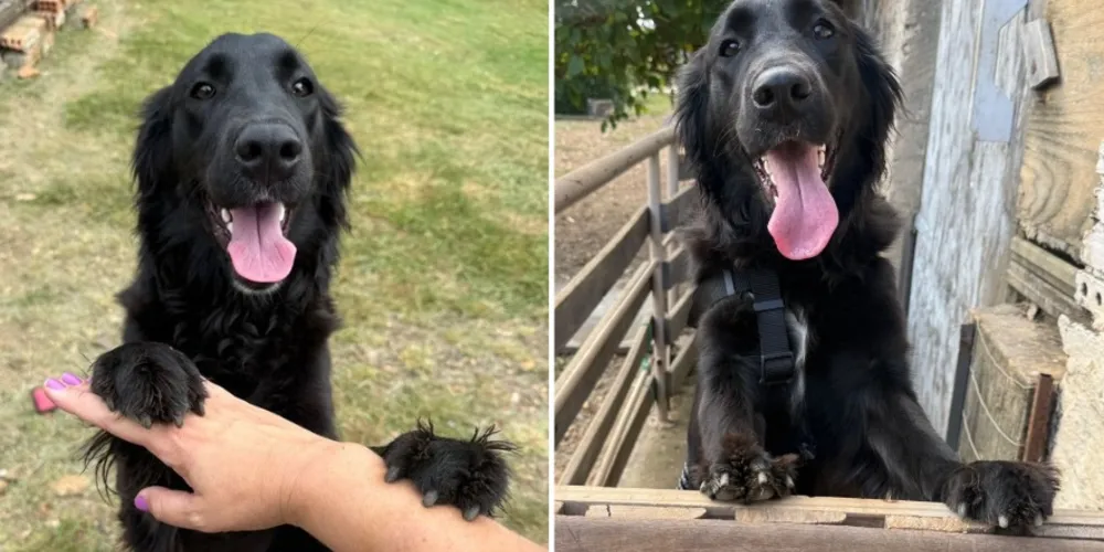 Nala atende pelo nome e já está desaparecida há 24 horas