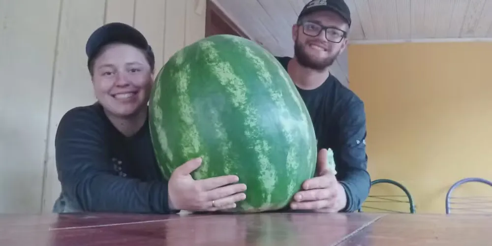 Segundo Eloísa e Eduardo Furlan, que cursam Agronomia na cidade, não houve diferença no manejo dessa melancia para as outras