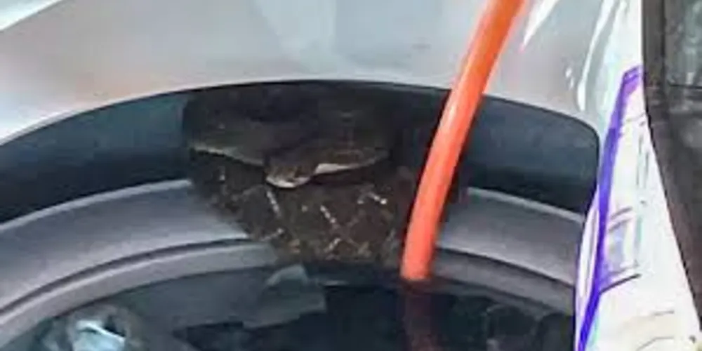 Assustada com a situação, a moradora acionou o Corpo de Bombeiros