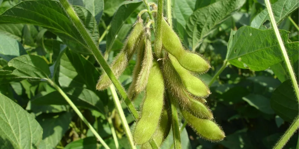 Analistas preveem um salto nas importações a partir de março