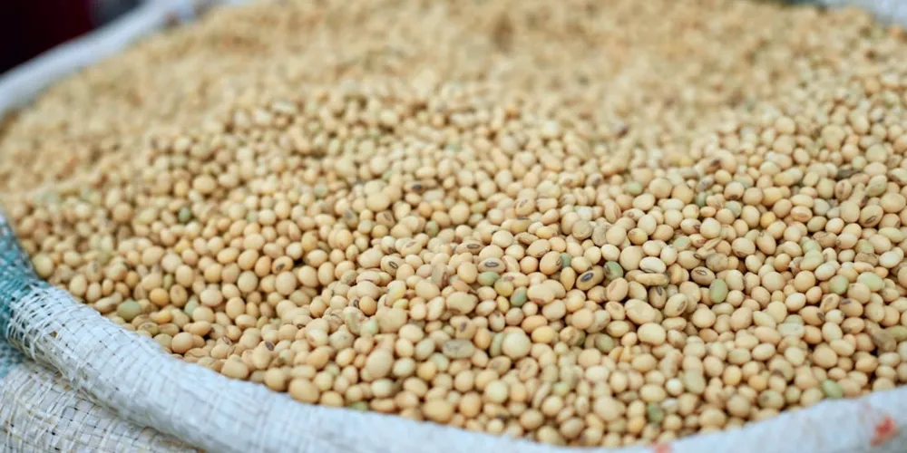 Indústria de óleos vegetais acelera ritmo de processamento em 2026 para absorver safra recorde e ampliar oferta de derivados de soja