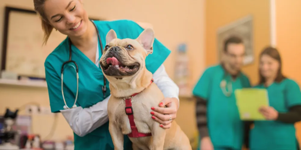 Médico veterinário