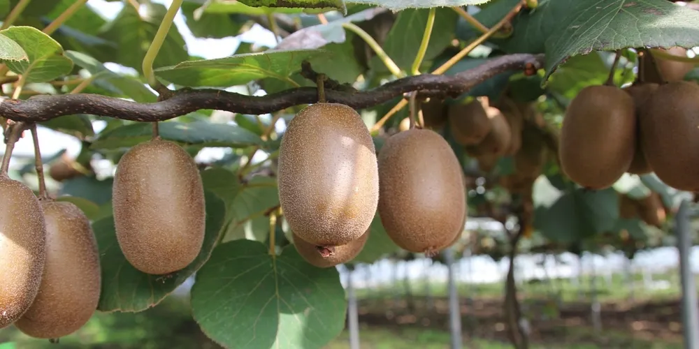 Fruta ganha relevância econômica e se torna alternativa lucrativa para a agricultura familiar no Paraná
