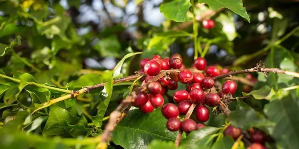 Em 2025, a produção desse grão ficou em 35,8 milhões de sacas de 60 kg