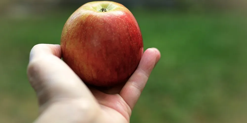 Aumento da oferta das variedades Gala e Fuji nas Ceasas garante redução de preços ao consumidor final em todo o território nacional