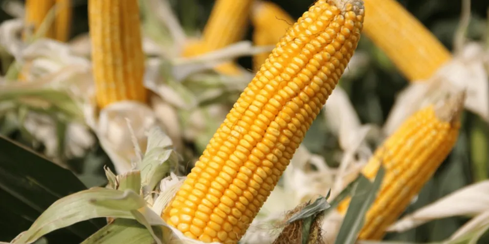 Governo amplia recursos e cobertura para premiar produtores que investem na resiliência do solo