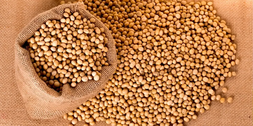 Aquecimento na demanda por biodiesel fortalece as margens das esmagadoras nacionais neste início de safra