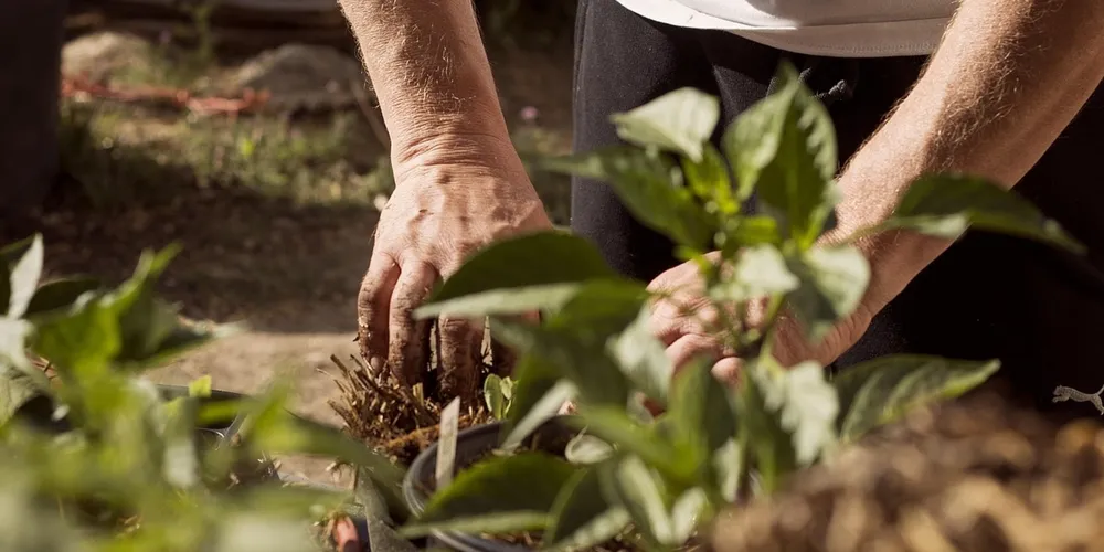 Tecnologia ganha espaço como alternativa eficiente e sustentável aos defensivos químicos tradicionais