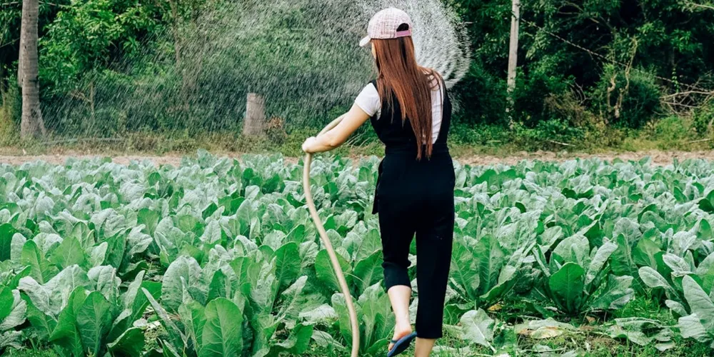 Diversificação da produção é o próximo desafio para os agricultores paranaenses que atendem às chamadas públicas do PNAE