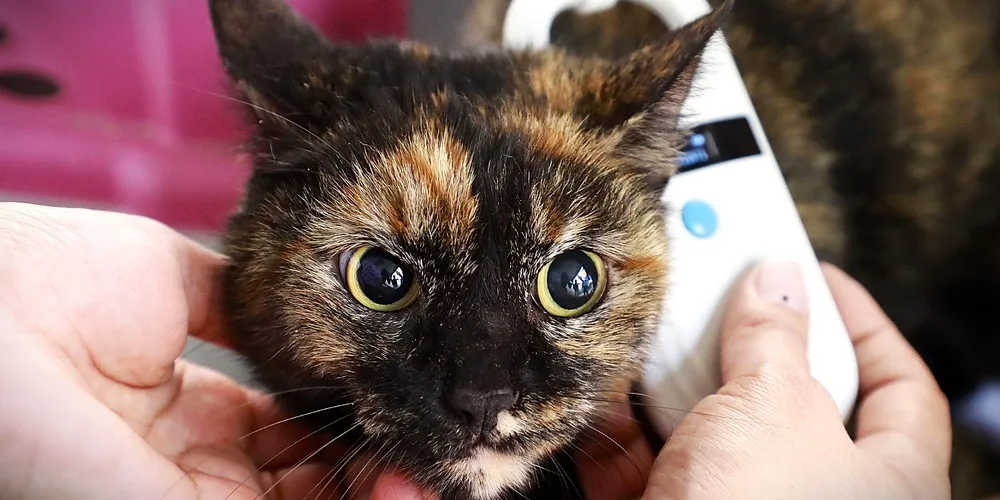 Projeto de lei ainda será debatido em segunda discussão da Casa de Leis