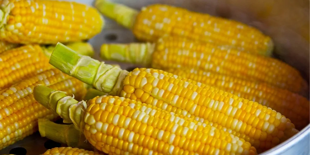 Sudoeste paranaense lidera crescimento com salto de 55% na área plantada