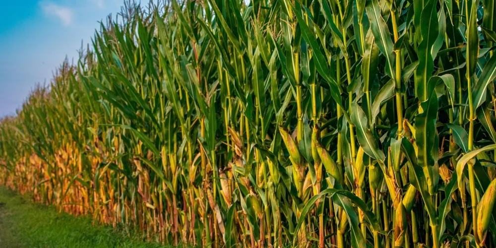 Produtores de milho aproveitam janelas de preço para escoar estoques e enfrentar a alta nos custos de produção