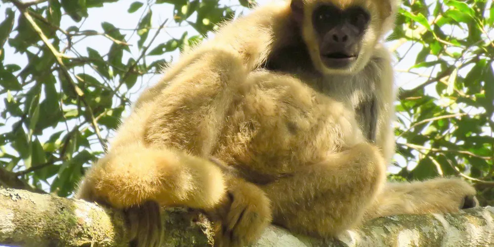 O mono-carvoeiro ou muriqui-do-sul é a maior espécie de primata das Américas