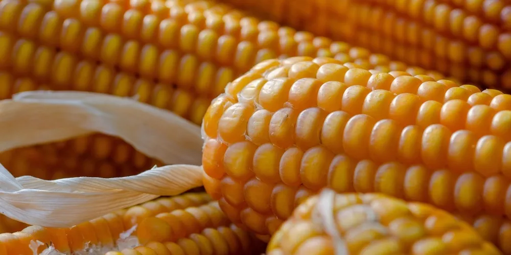 Interface da plataforma CigarrinhaWeb exibe mapa interativo que mapeia a incidência da praga no Paraná, facilitando a tomada de decisão do agricultor