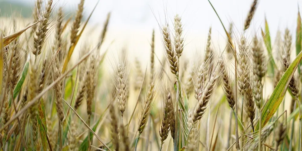 Plataforma "Trigo no Brasil" utiliza mapas interativos para detalhar a expansão do cereal em áreas de irrigação e sequeiro no Cerrado