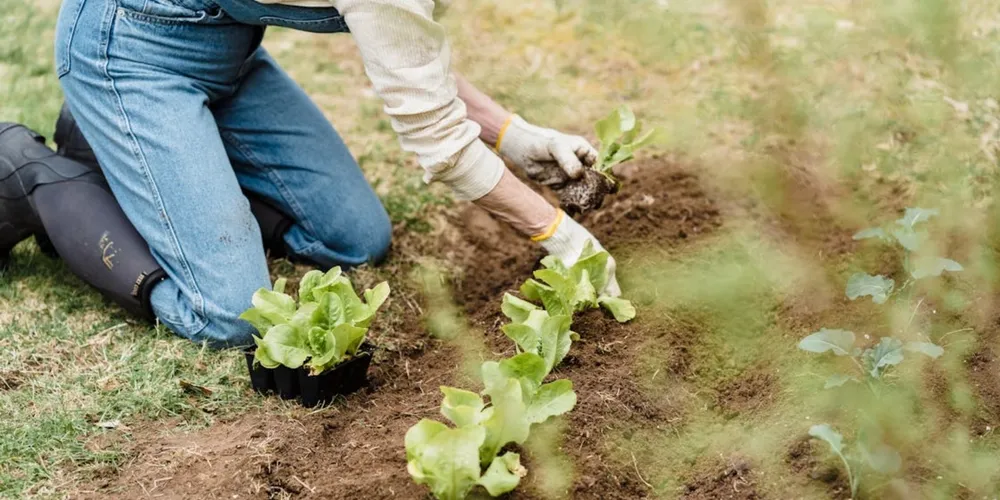 Mudanças nas regras do Imposto de Renda 2026 foram publicadas no Diário Oficial e trazem novos valores para produtores rurais
