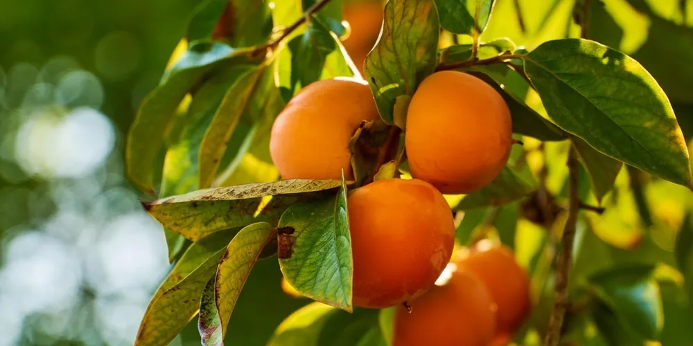 Região é estratégica para manter o Paraná entre os maiores produtores do Brasil