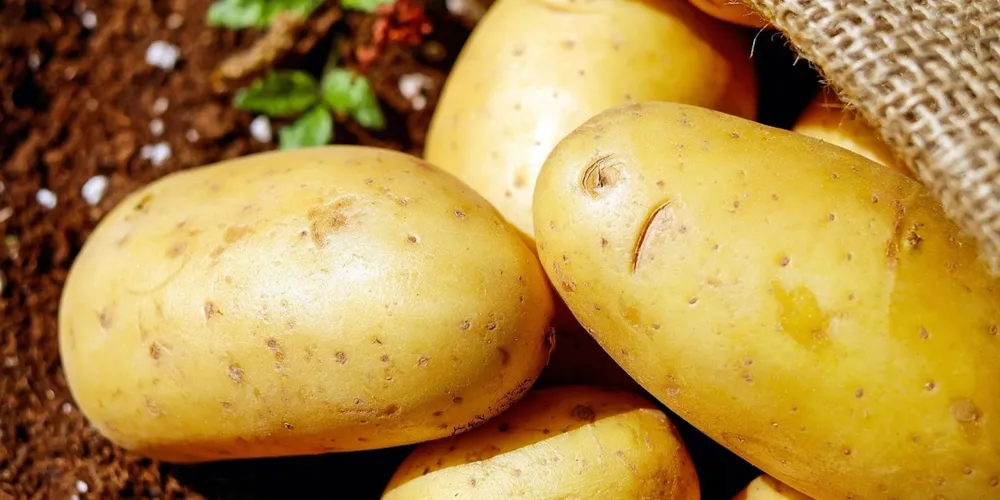 Setor colheu quase 3 milhões de toneladas