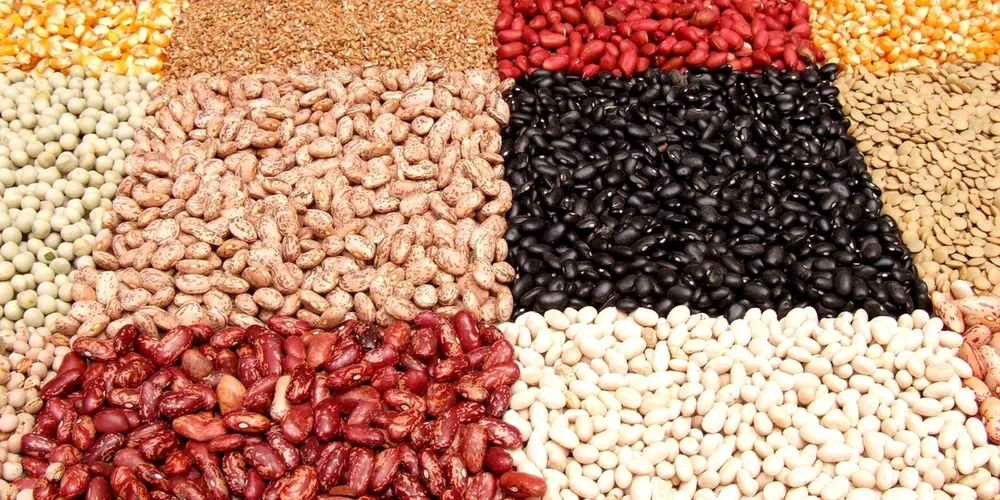 Estado conclui etapa de semeadura com foco na manutenção da produtividade